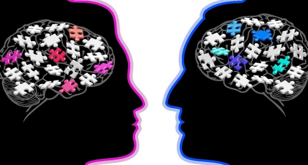 female and male brains