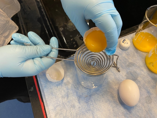 With chicken eggs and household supplies, undergraduates blaze a path toward low-cost antiviral