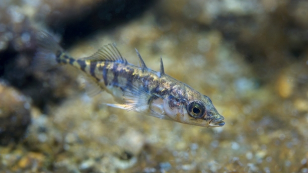 Wild fish thrive despite ‘hopeless monster’ mutations, according to Stanford-led study