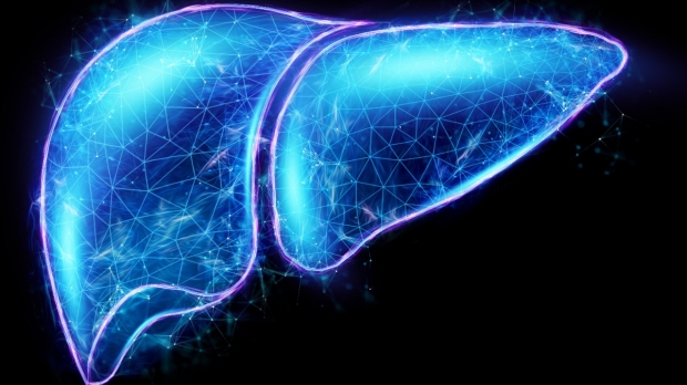 Fasting causes liver cell division