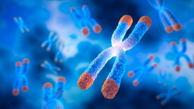 Telomeres lengthen with weight management