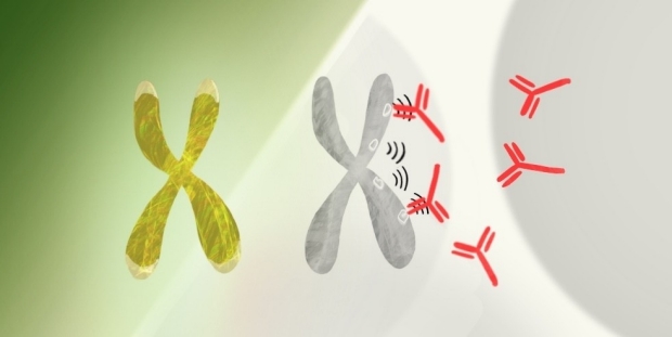X chromosomes and autoimmunity