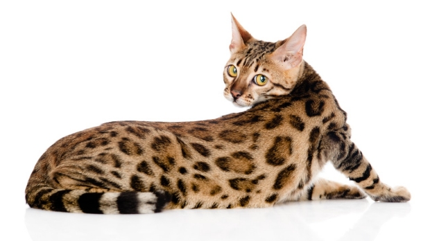 Bengal cat coats not so wild after all