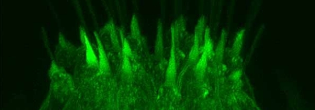 Fluorescent dyed green hair cell