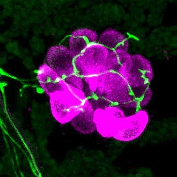 Using transgenic fish to image dopaminergic efferents (green) innervating a neuromast (hair cells in magenta).