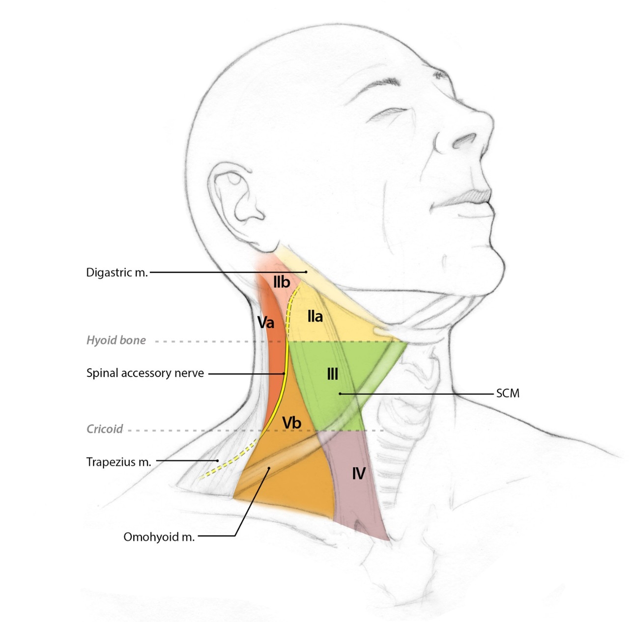 На шее лимфоузлы где расположены у человека. Лимфоузлы шеи схема. Лимфатические узлы на шее. Лимфатические узлы на лице и шее схема. Задние шейные лимфатические узлы.