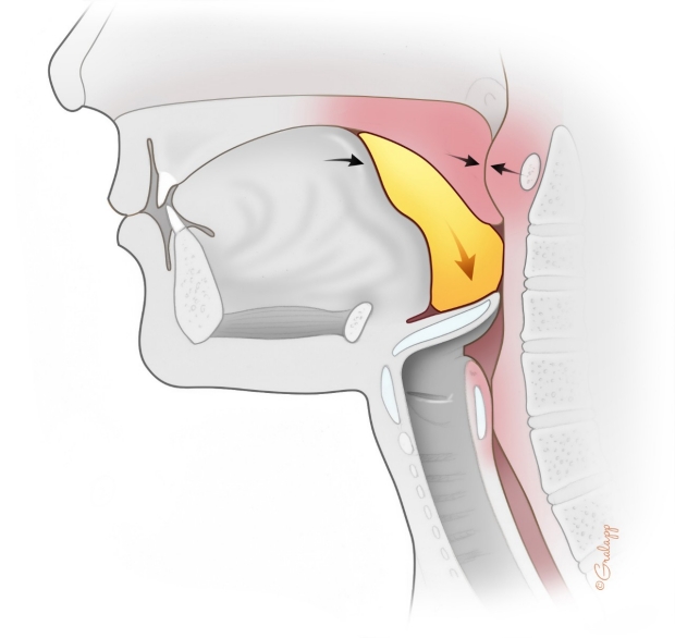 Swallowing stage 2 illustration
