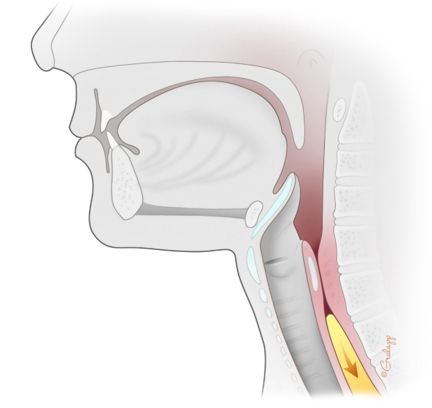 Swallowing stage 4 illustration