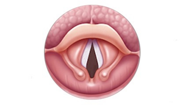 an illustration of larynx 