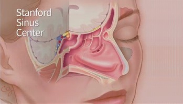 illustration of nose anatomy