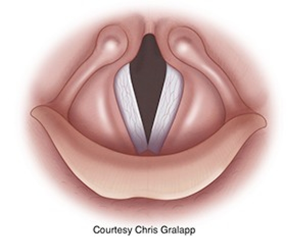 Larynx illustration
