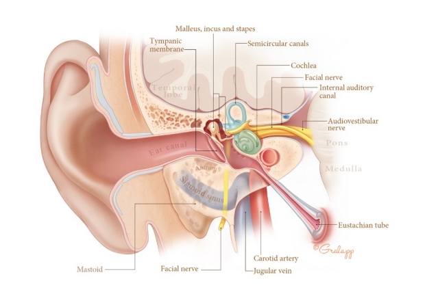 Anatomy of the Ear - Otologic Surgery Atlas