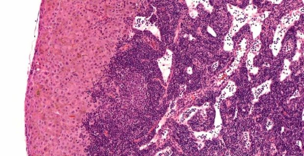 cellular closeup image
