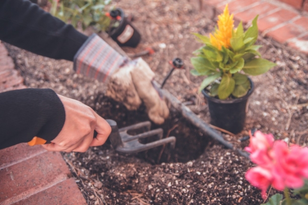 gardener uses tools in flower bed