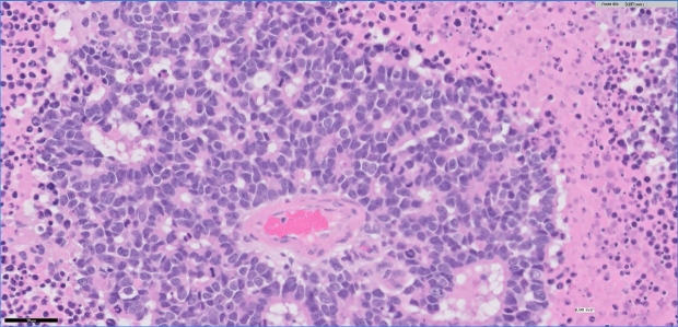 purple lab cell photo