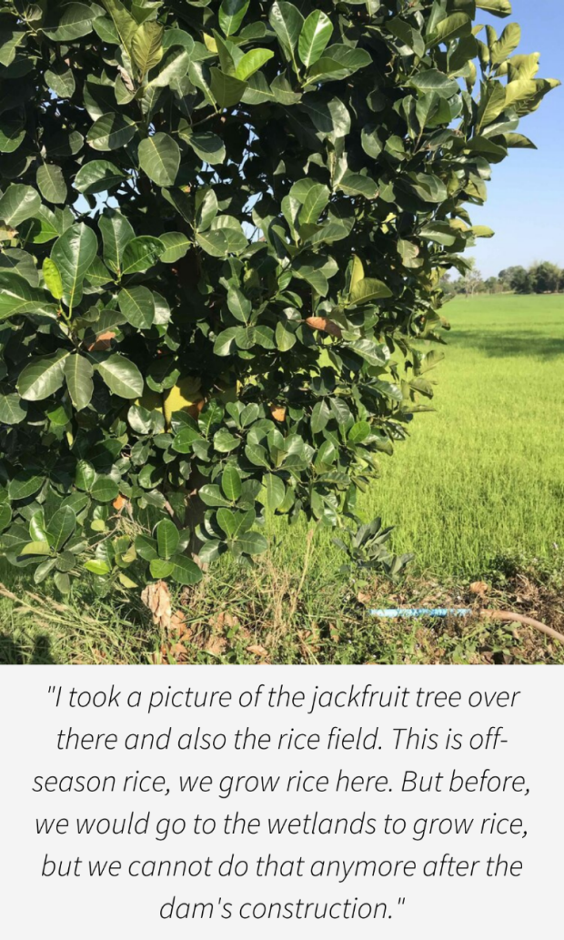 Jackfruit tree near the dam