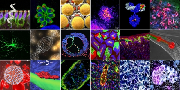 composition image showing lab science thumnails of cells etc