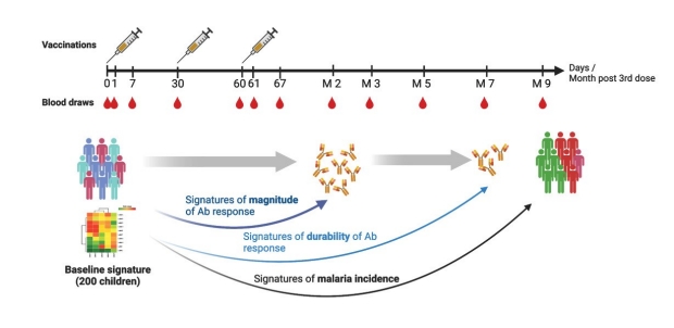 illustration of schematic showing signatures of malaria