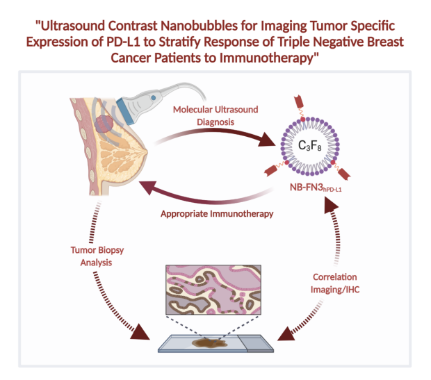 Ultrasound Contrast Nanobubbles for Imaging Tumor Specific Expression of PD-L1 to Stratify Response of Triple Negative Breast Cancer Patients to Immunotherapy