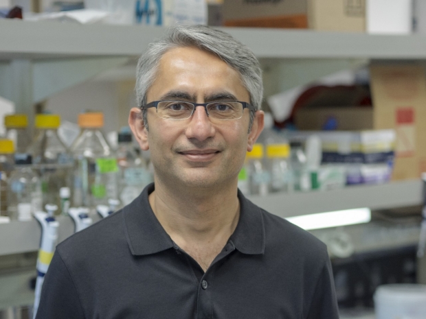 Shah Lab Awarded Grant for Research into the Neural Mechanisms of Major Transitions