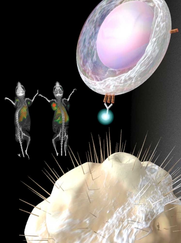 Illustration of activated CAR-T cell with PET targeted OX40 protein and cancer cell