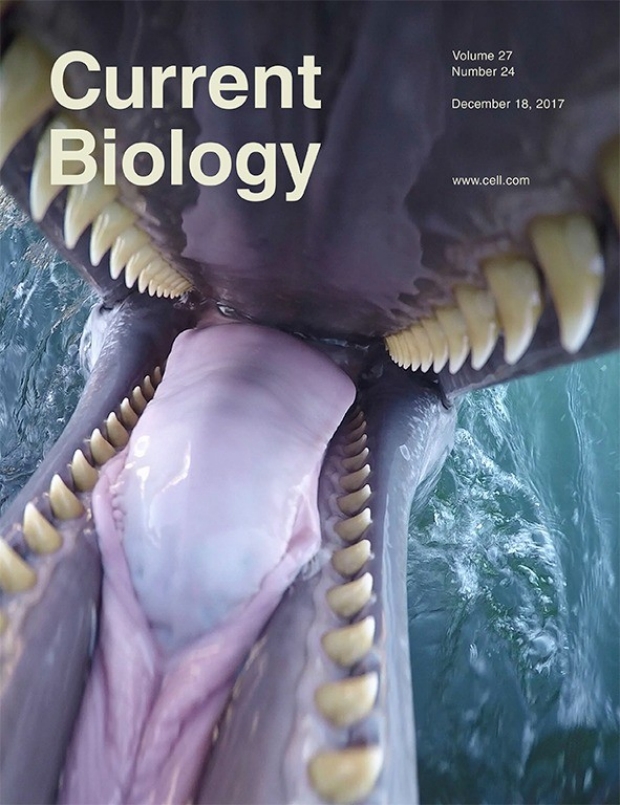 CurrentBiology_Cover_DolphinTeeth