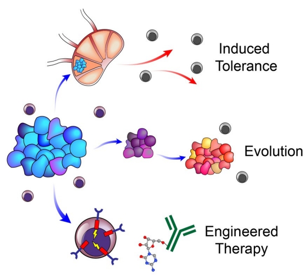 tumor immunity interactions illustration