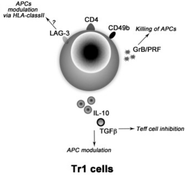 tr1 cells
