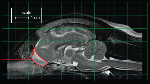 Example of grid overlay over dog brain