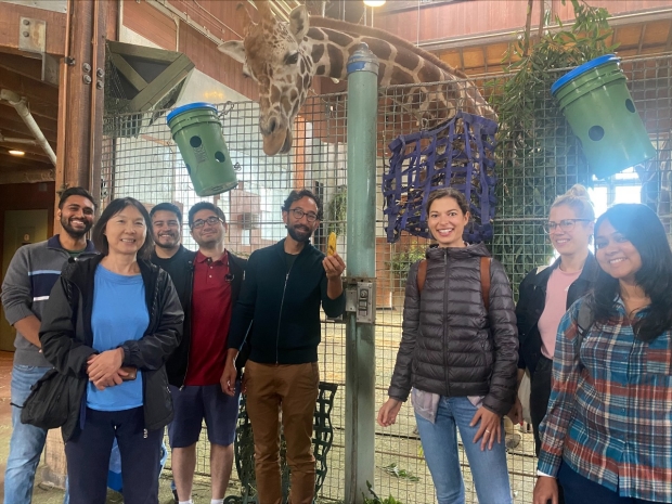 Santa Maria Lab with Giraffes at SF Zoo