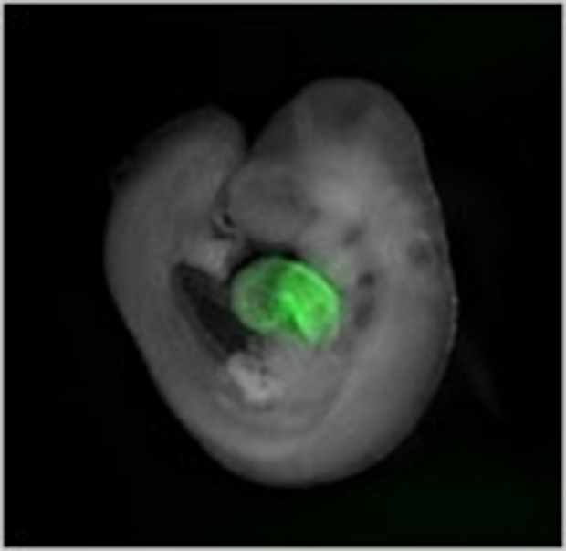 photo of eGFP developing in a heart tube