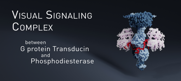 Phosphodiesterase Highlight Banner. Rendering by Ouliana Panova.