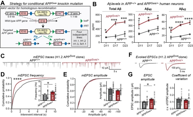 Synaptogenic Effect of APP-Swedish Mutation in Familial Alzheimer’s Disease