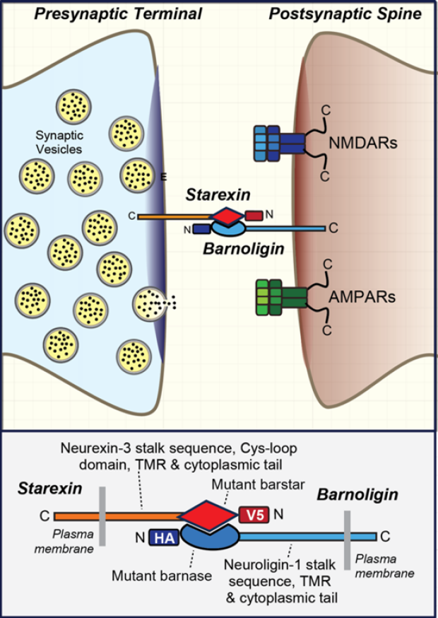 A4. Forced Synaptic Adhesion Tool