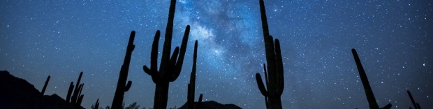night sky with cacti silhouette