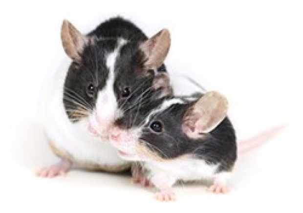 A pair of black and white mice