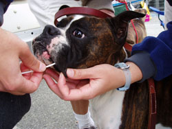 Researchers swab the cheeks of this boxer for a DNA sample